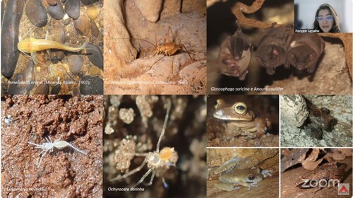 Minas Gerais possui cavernas distribuídas por todas as regiões, refletindo uma ampla diversidade geológica e ecológica