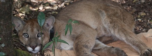 O uso de coleiras de rastreamento tornou-se um importante aliado nas ações de manejo da fauna em Minas Gerais