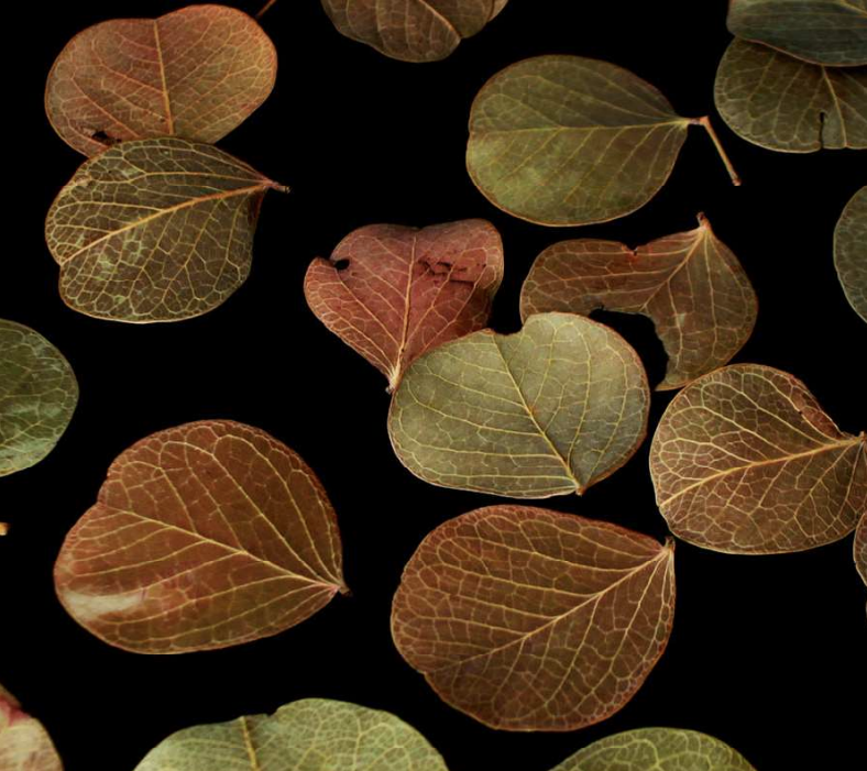 IEF lança catálogo inédito sobre plantas secas decorativas do Espinhaço Mineiro 