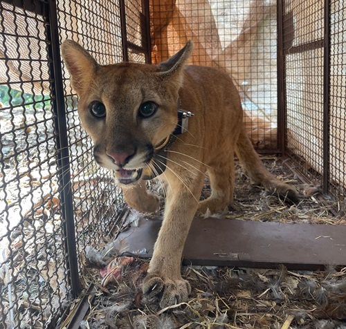 Após receber uma coleira com tecnologia de rastreamento, o animal — batizado de Catarina — foi devolvido imediatamente ao seu habitat natural.