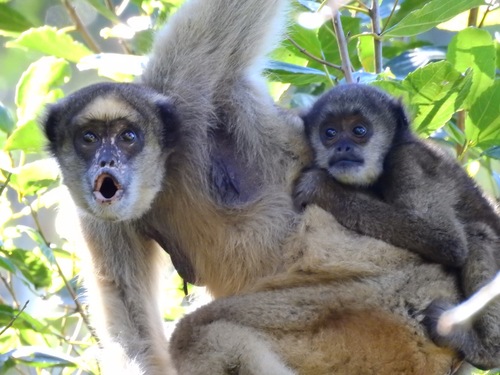 Muriquis-do-norte (Brachyteles hypoxanthus) são os maiores primatas das Américas e dos mais ameaçados do mundo