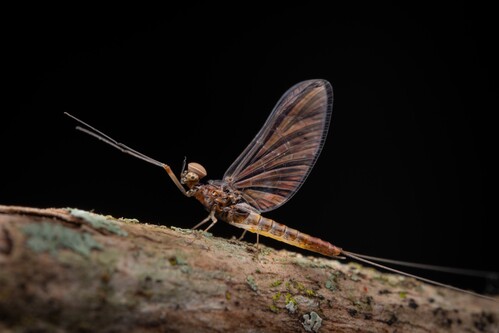Denominada Cloeodes tovauna, a espécie pertence à ordem Ephemeroptera