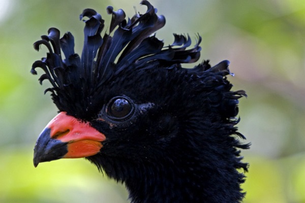 O projeto conta com uma ampla rede de parceiros, como a Cenibra, a Sociedade Zoológica de Londres (ZSL), o Instituto Nacional da Mata Atlântica e instituições de ensino da região