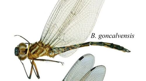 A nova libélula foi encontrada entre 1.250 e 1.670 metros de altitude, sempre próxima a riachos de águas correntes e em meio à vegetação da mata mista da Mata Atlântica