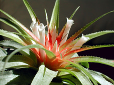 nova%20bromelia%20itambe%20site