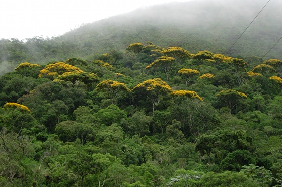 parque_estadual_da_serra_do_brigadeiro_-_mata_atlantica_-_evandro_rodney