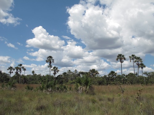 Minas Gerais é o estado que mais possui RPPNs em seu território