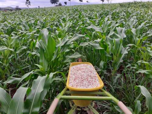 Ferramenta é desenvolvida pelo Instituto Estadual de Florestas (IEF), pela Secretaria de Agricultura, Pecuária e Abastecimento (Seapa) e pela Universidade Federal de Minas Gerais (UFMG)