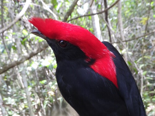 No grupo das aves, foram identificadas 242 espécies, entre elas o gavião-de-penacho 