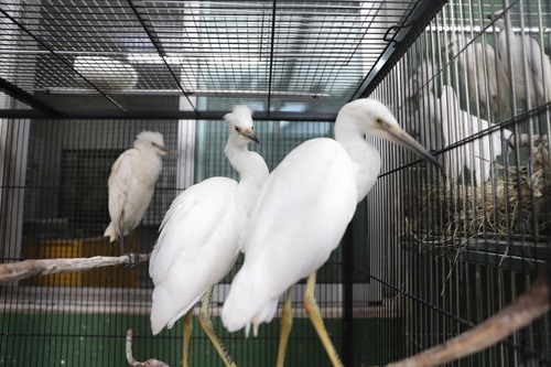Médicos veterinários e biólogos do Cetras trabalham para recuperar as garças, em sua maioria filhotes