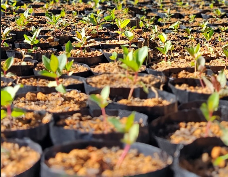Governo de Minas lança mapeamento inédito em alta resolução e atualiza plataformas Selo Verde-MG e CAR 2.0