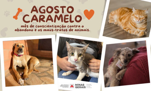 O nome e o símbolo da campanha foram escolhidos com intencionalidade, o vira-lata caramelo é amplamente reconhecido no imaginário popular brasileiro