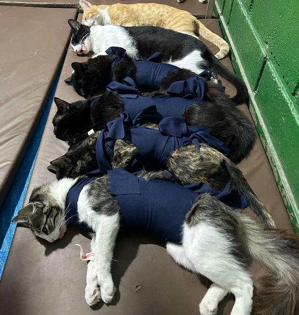 O êxito do mutirão em Contagem reflete um crescente compromisso com a proteção dos animais 