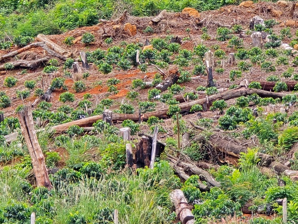 A Operação Macaco Muriqui II reforça o compromisso da Semad com o fortalecimento da fiscalização na Zona da Mata