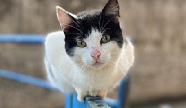 No dia 17 de fevereiro, celebra-se o Dia Mundial do Gato