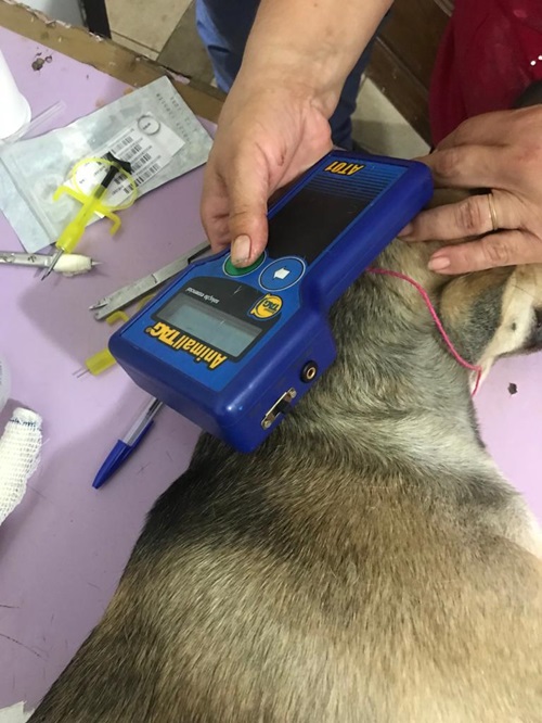 O edital é voltado a consórcios públicos formalmente constituídos que já desenvolvam ações de controle populacional de animais, como campanhas de castração