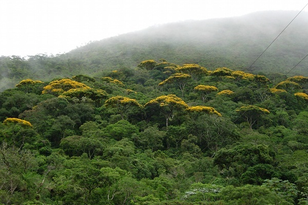 Parque_Estadual_da_Serra_do_Brigadeiro_-_Mata_Atlantica_-_Evandro_Rodney_Paint