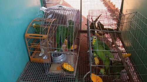 No total, 12 animais, entre eles papagaios e periquitos, foram entregues pela população