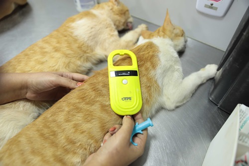 O Programa identifica e conecta os pets a um banco de dados que permite localizar tutores, reduzir abandonos e apoiar políticas públicas de bem-estar animal.